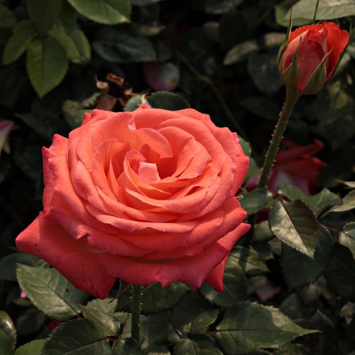 Gärtnerei - Rosa Queen of Roses® - orange - teehybriden-edelrosen - mittel-stark duftend - Reimer Kordes - ihre Blüten bleiben in der Vase lange frisch.Gesunde Rosensorte.